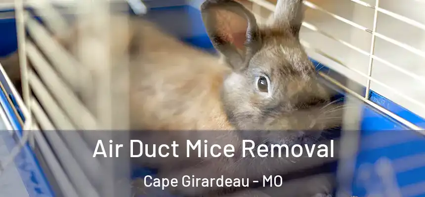 Air Duct Mice Removal Cape Girardeau - MO